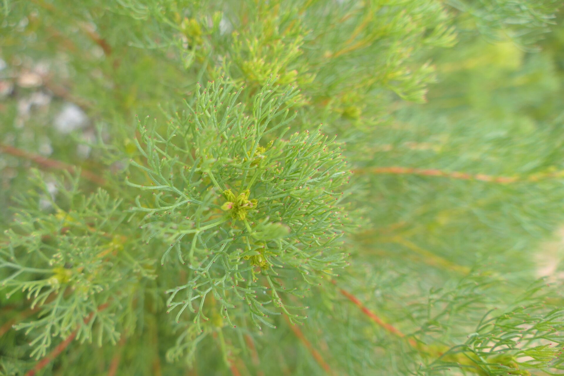 Serruria glomerata — related species from the same genus