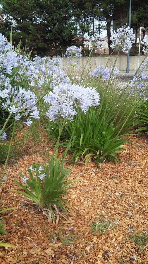 Agapanthus campanulatus habit