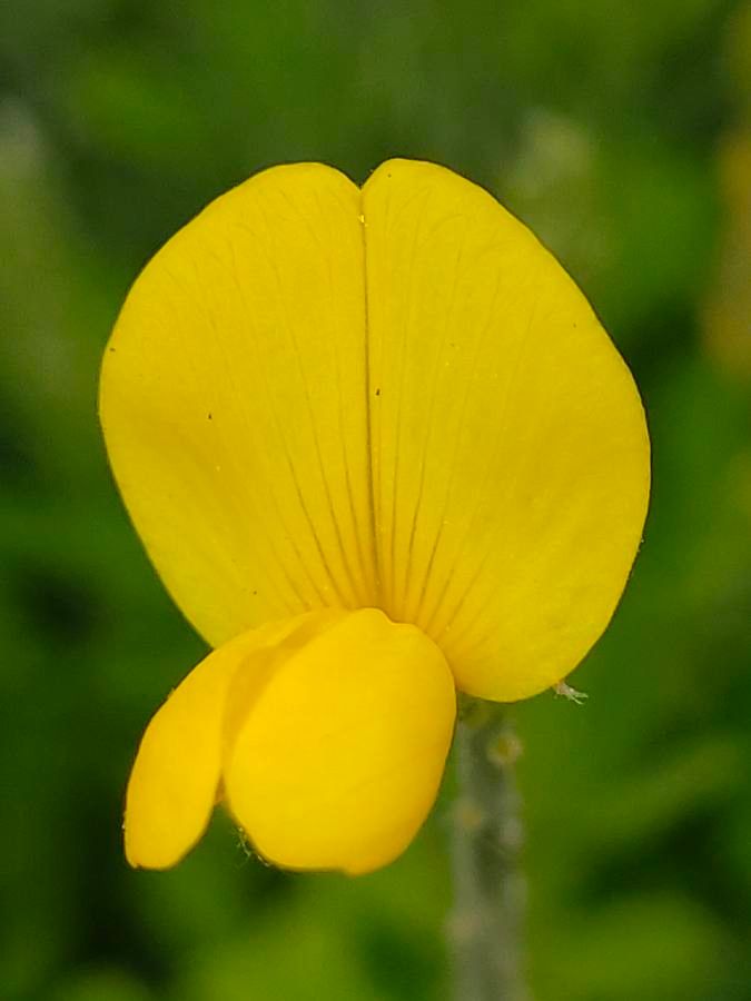 Genista maderensis flower