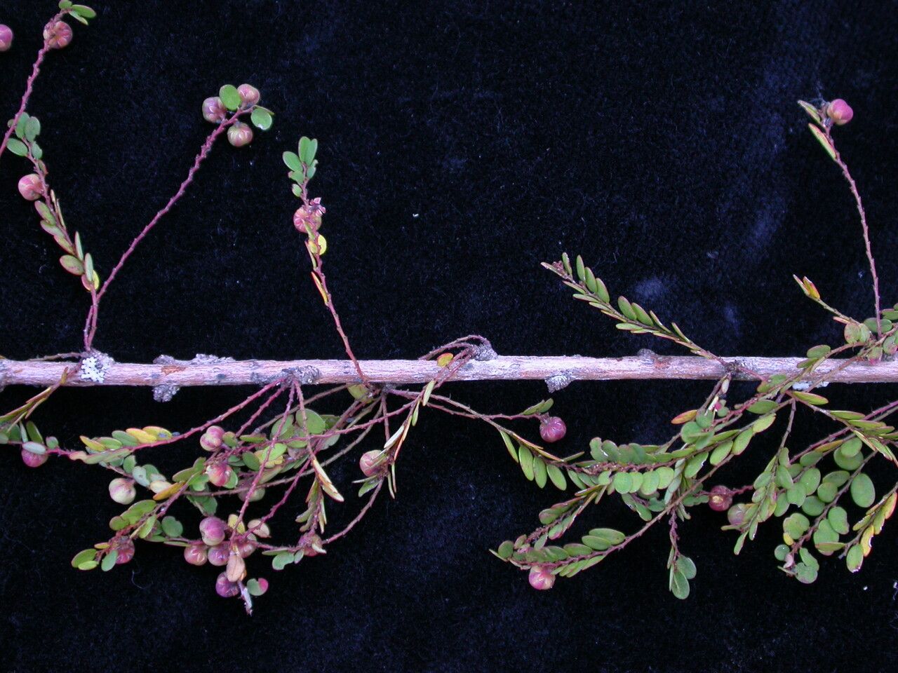 Phyllanthus clarkei habit