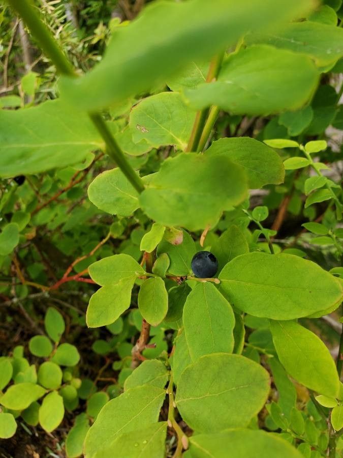 Vaccinium membranaceum fruit