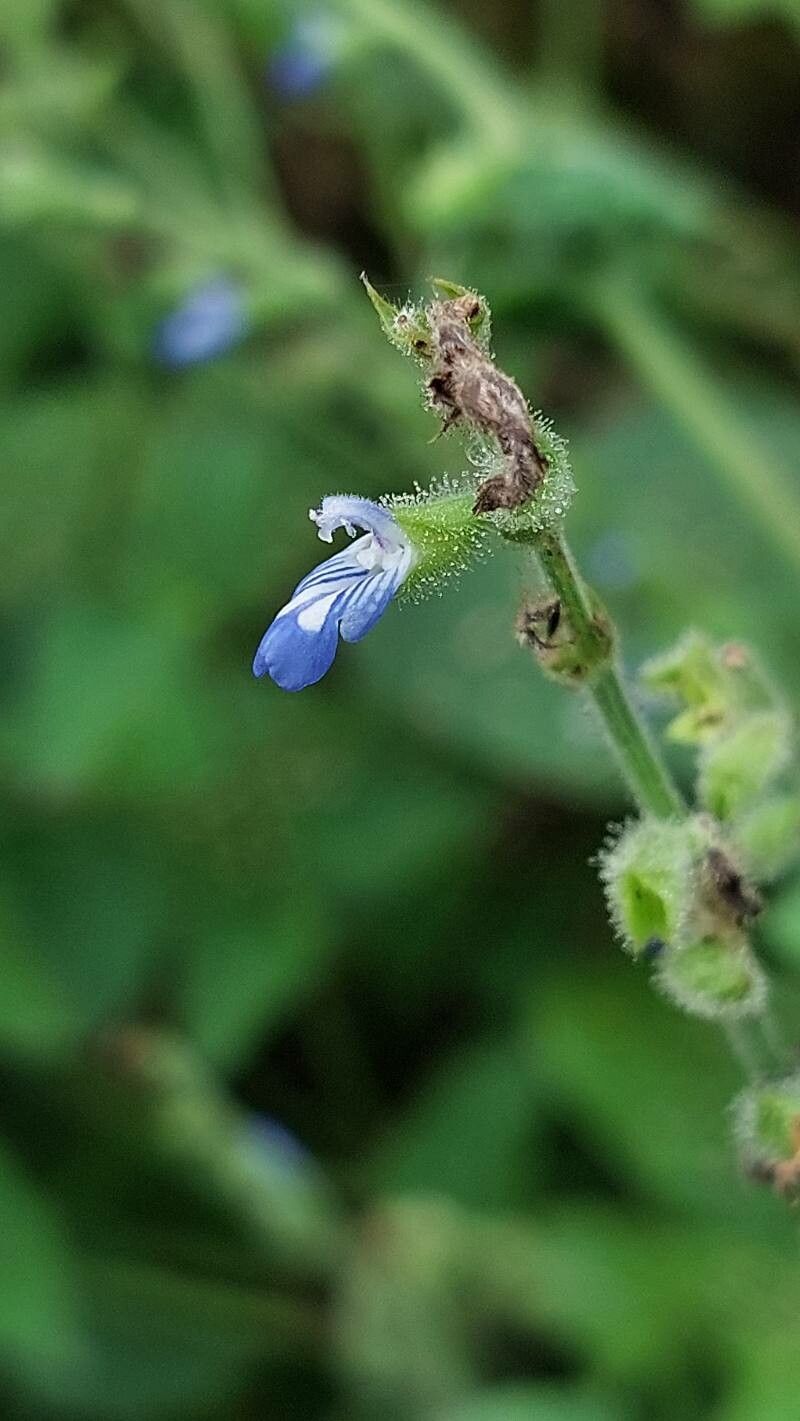 Salvia misella flower