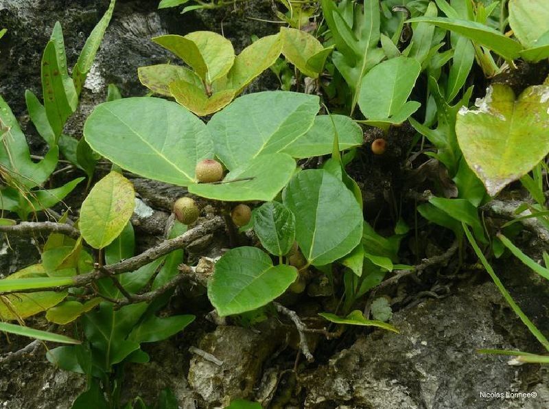 Ficus scabra habit