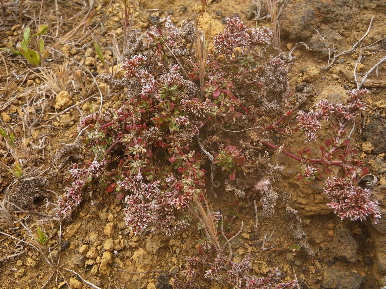 Polycarpaea divaricata habit