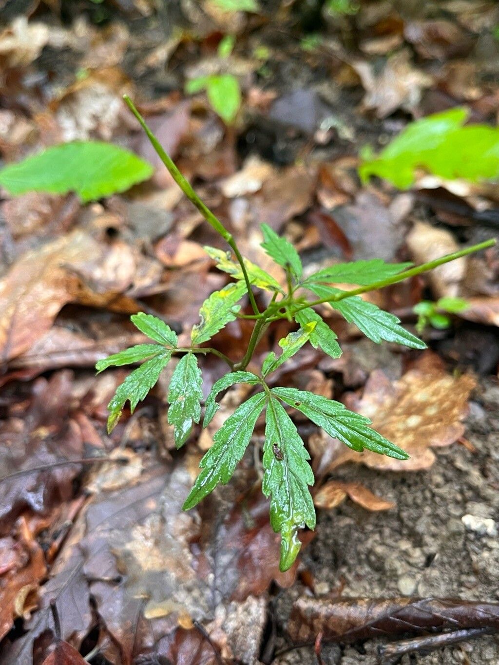 Cardamine pectinata — search result for 'Cardamine'