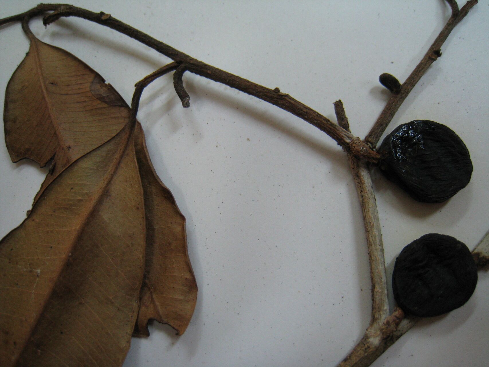 Diploon cuspidatum — search result for 'Guyana'