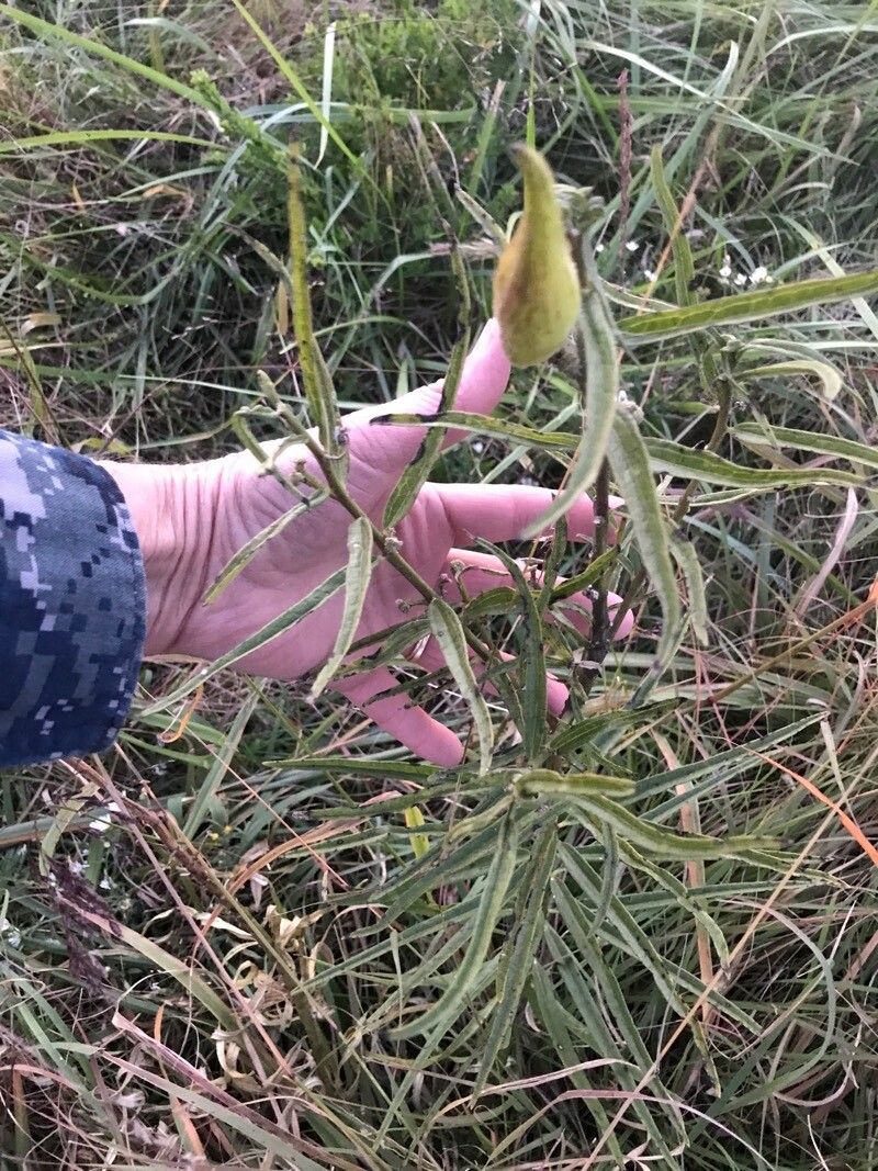 Asclepias longifolia leaf