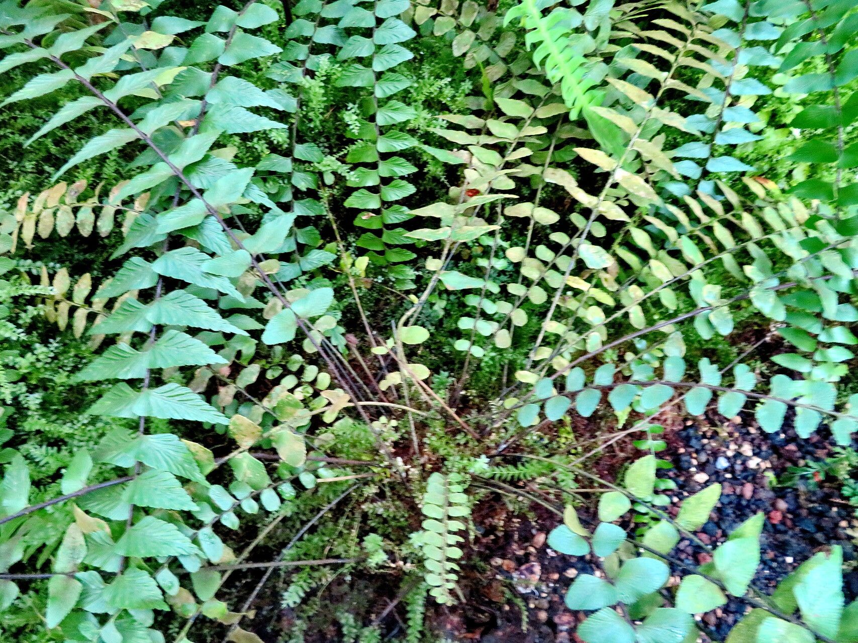 Asplenium salicifolium habit