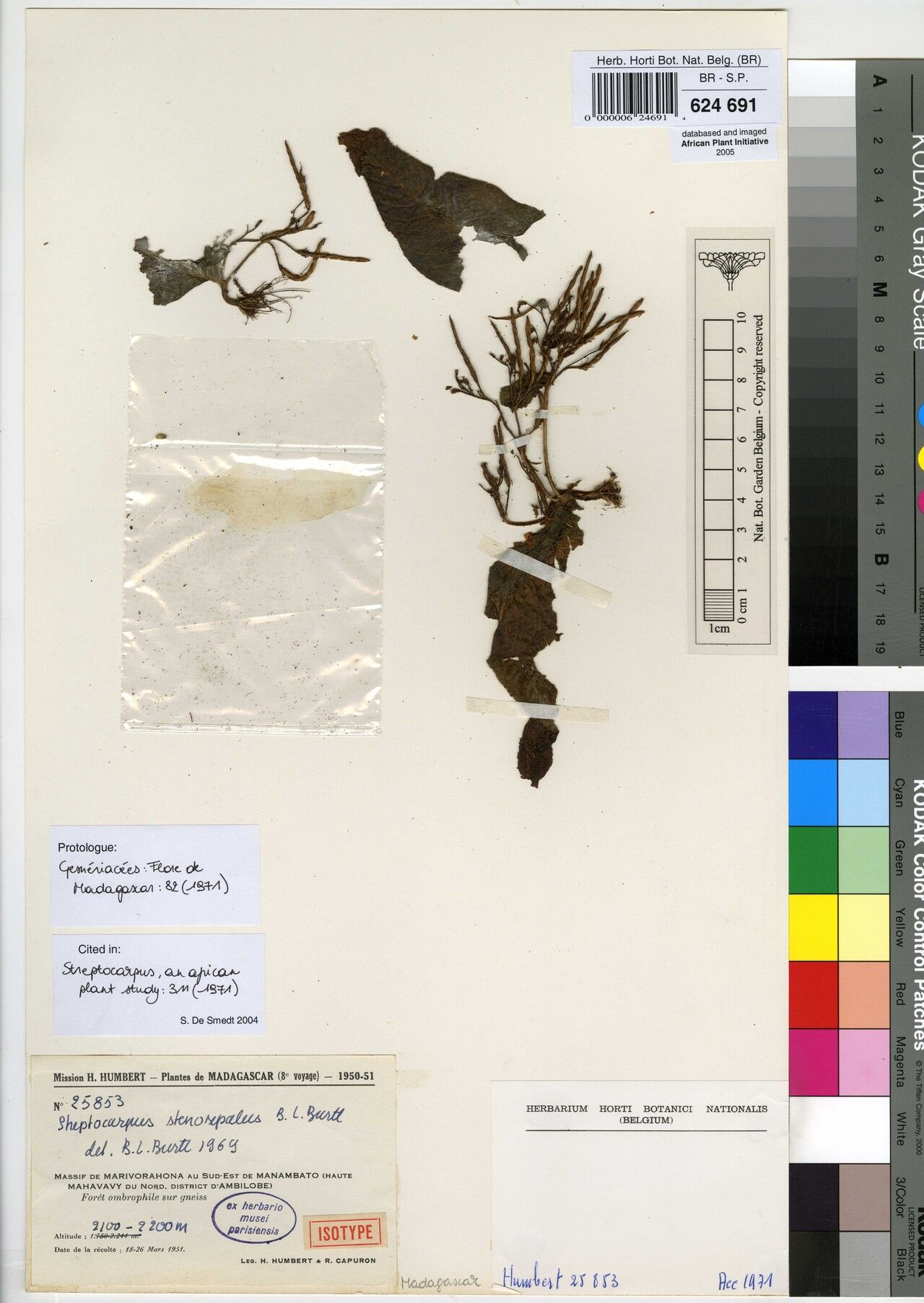 Streptocarpus stenosepalus — search result for 'Streptocarpus'