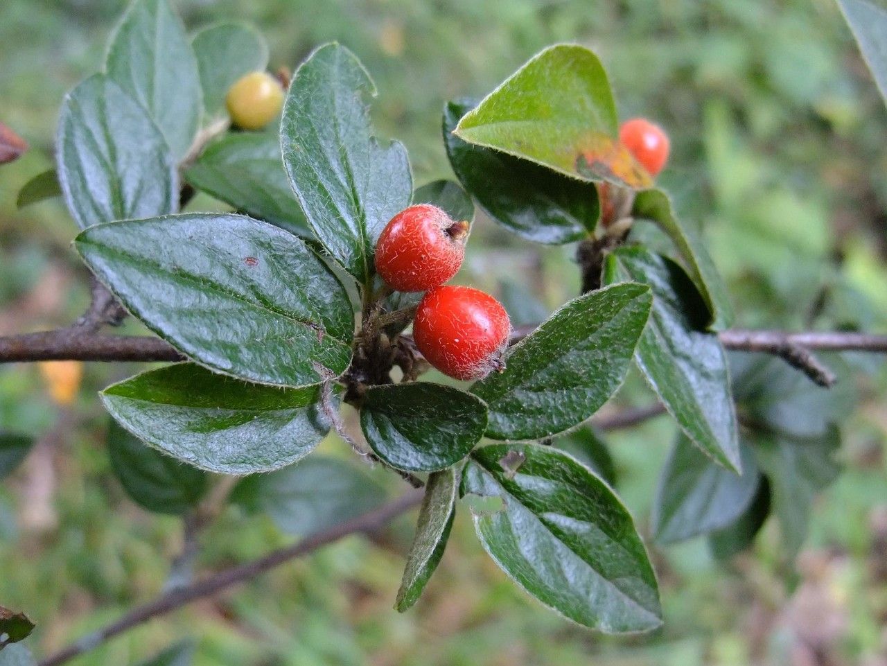 Cotoneaster tengyuehensis other