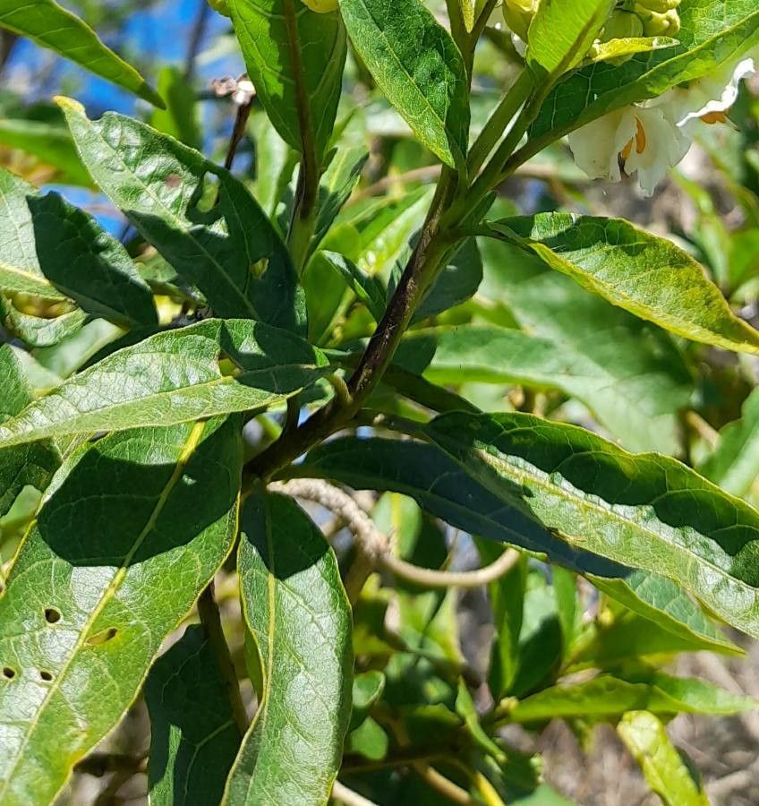 Solanum bonariense leaf