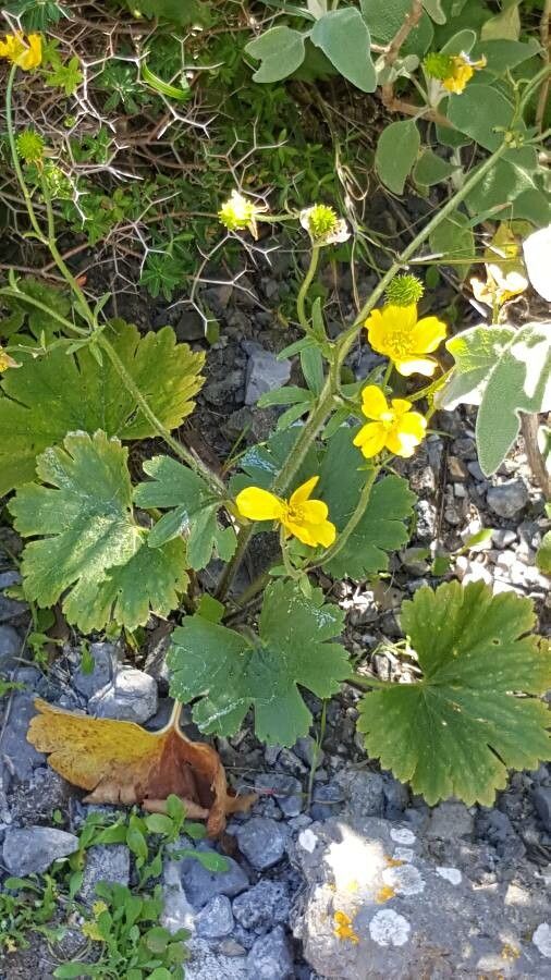 Ranunculus creticus leaf