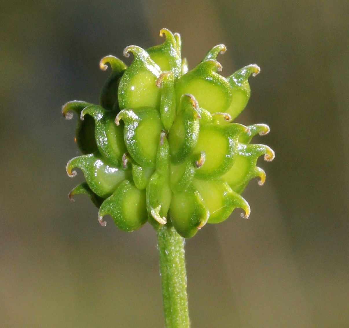 Ranunculus serpens fruit
