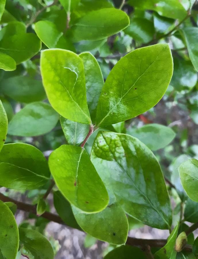 Vaccinium stamineum leaf