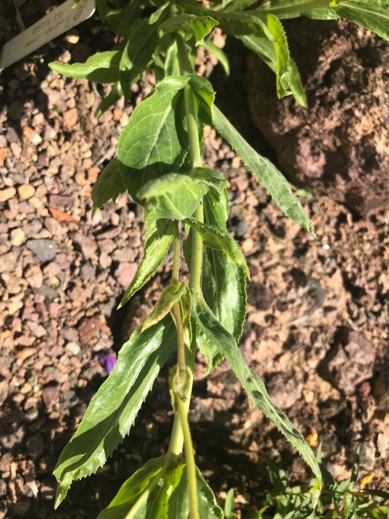 Penstemon cobaea — search result for 'Penstemon'