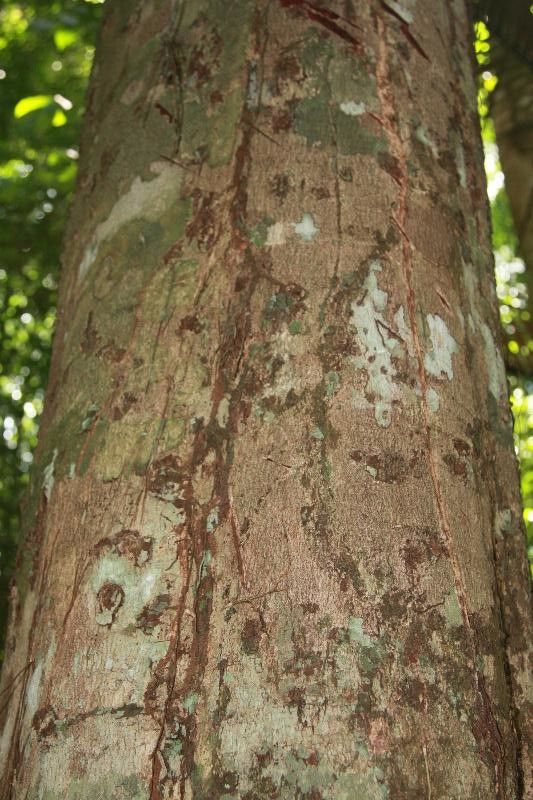 Couepia guianensis bark