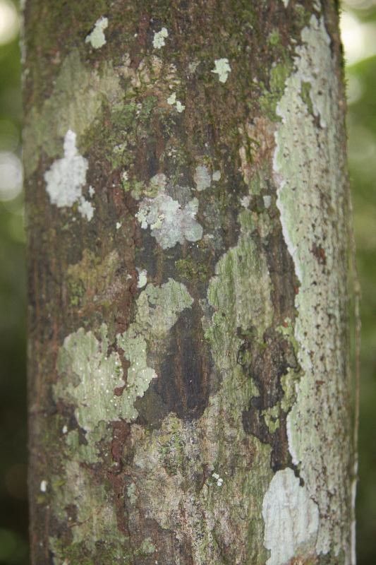 Fusaea longifolia bark