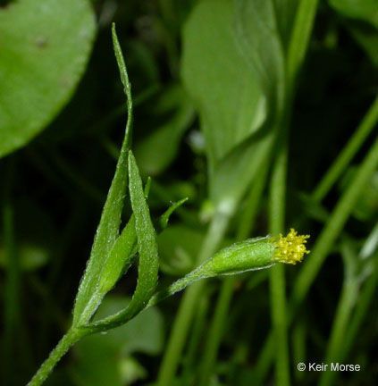 Lasthenia microglossa fruit