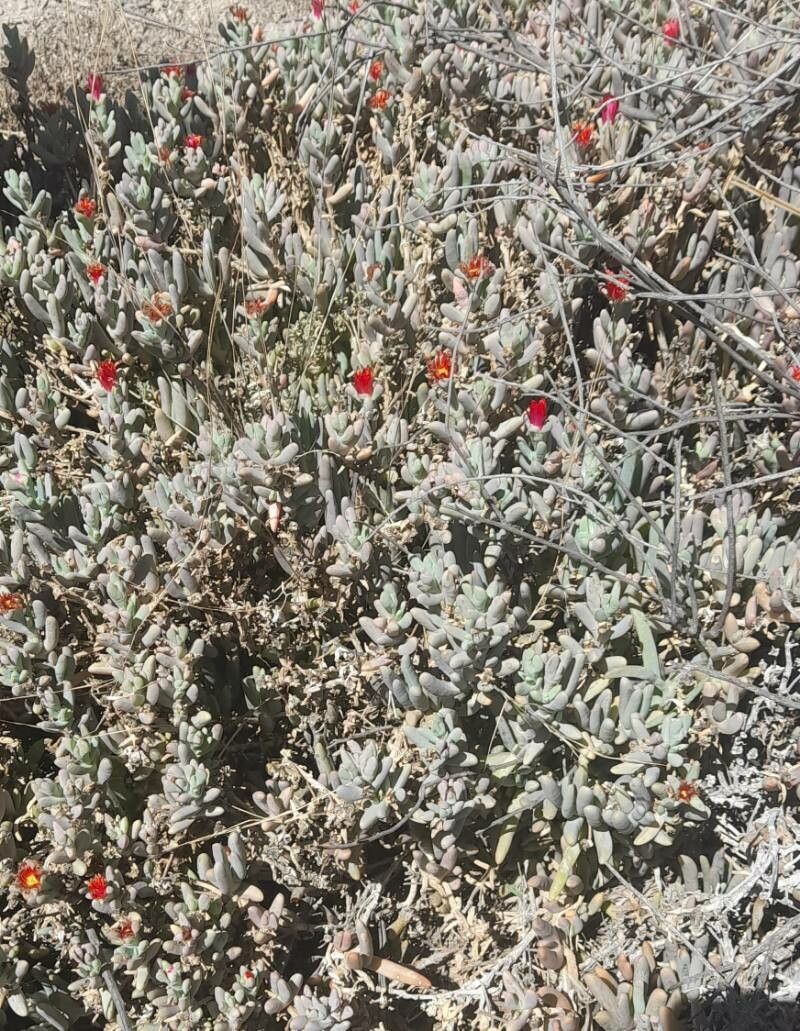 Malephora purpureocrocea habit