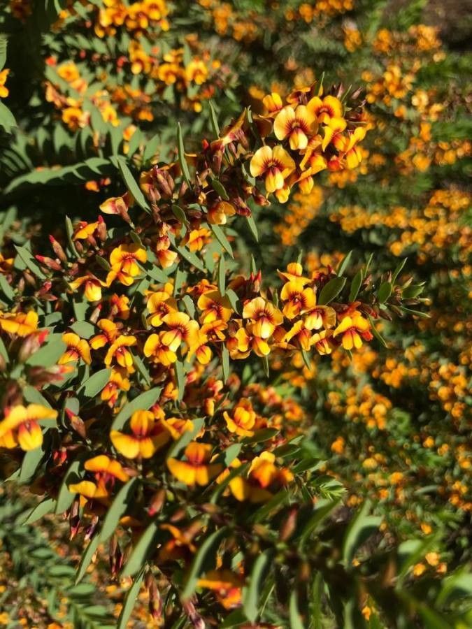 Dillwynia retorta bark