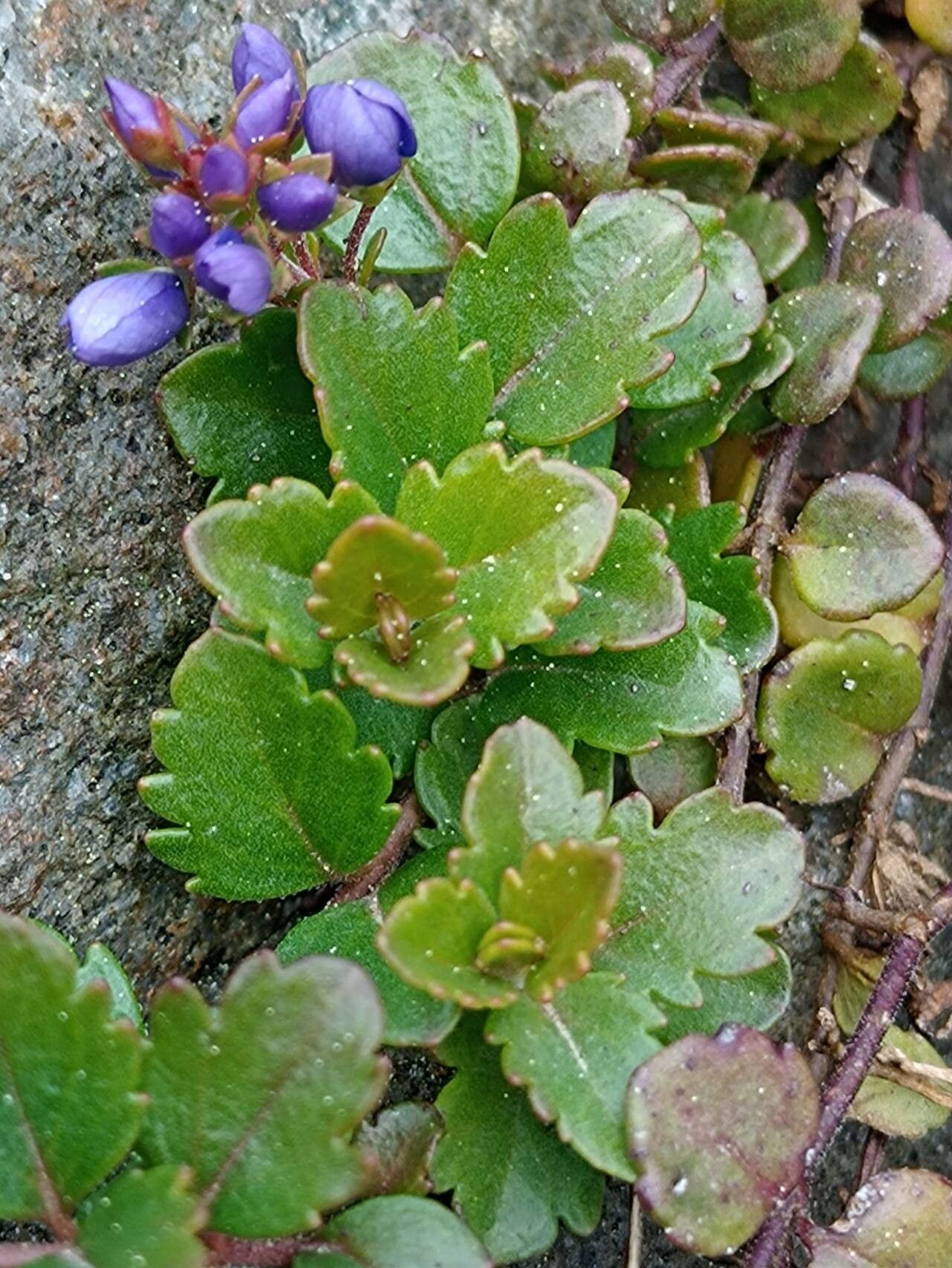 Veronica liwanensis leaf