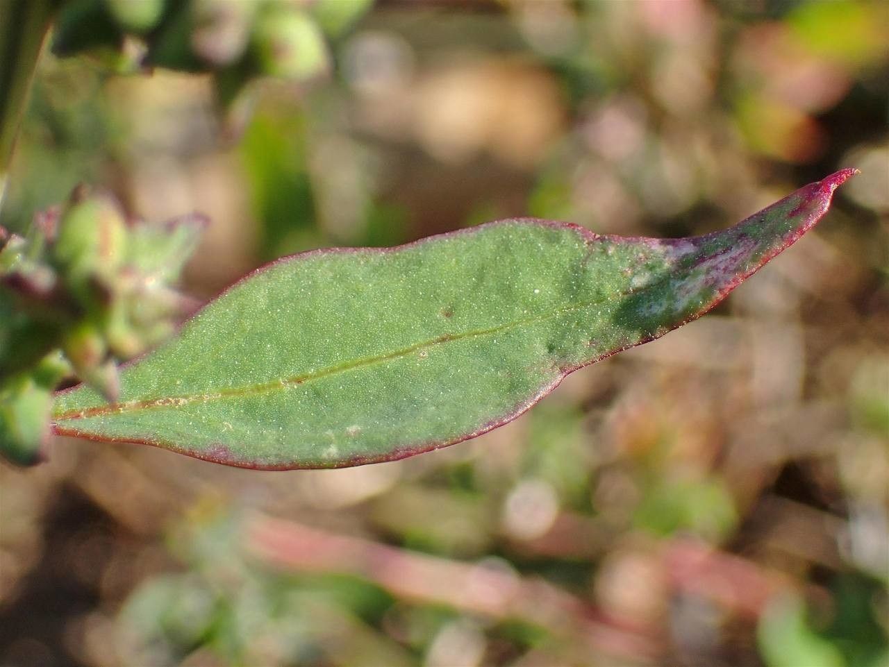 Chenopodium strictum leaf