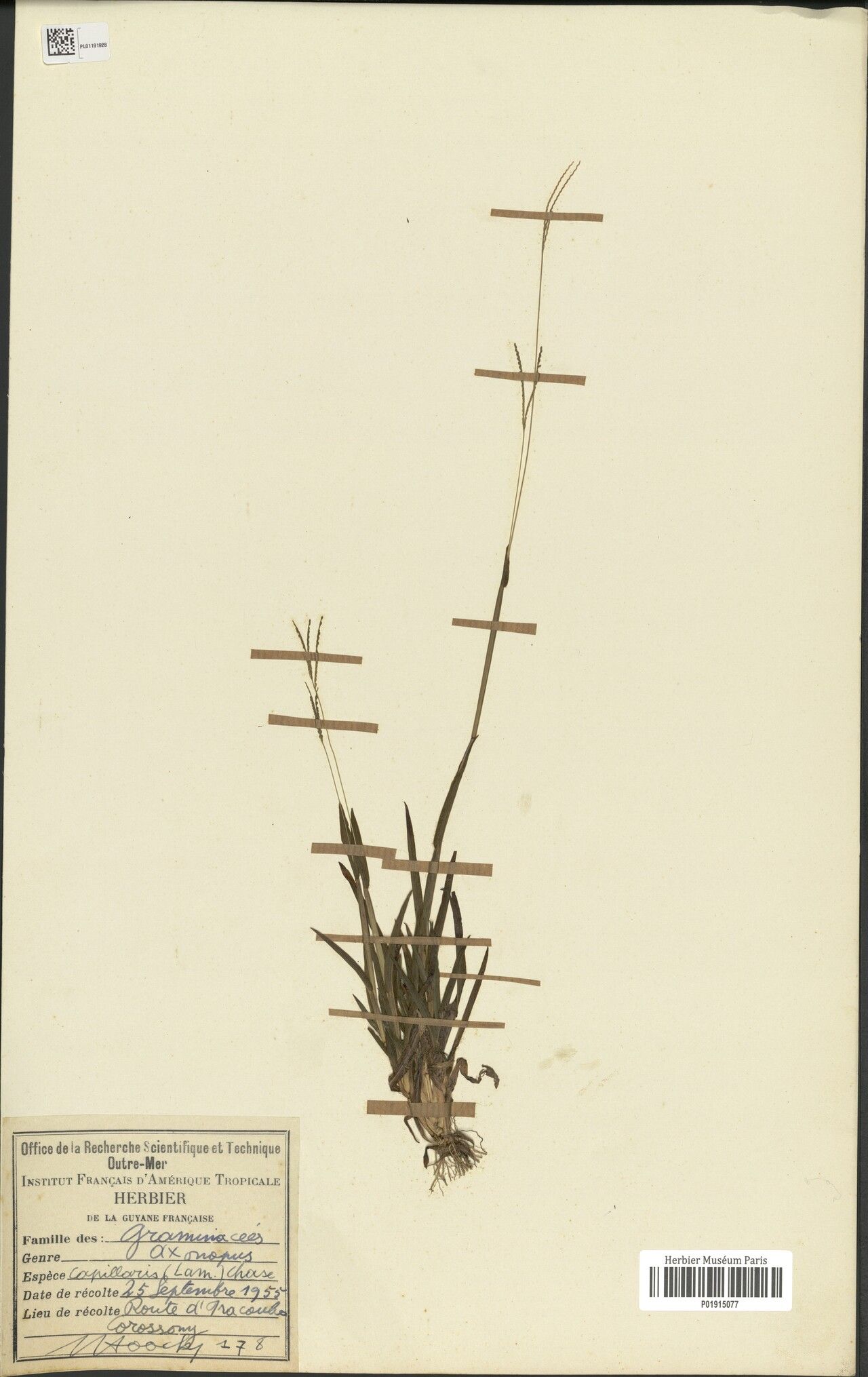 Axonopus capillaris — related species from the same genus