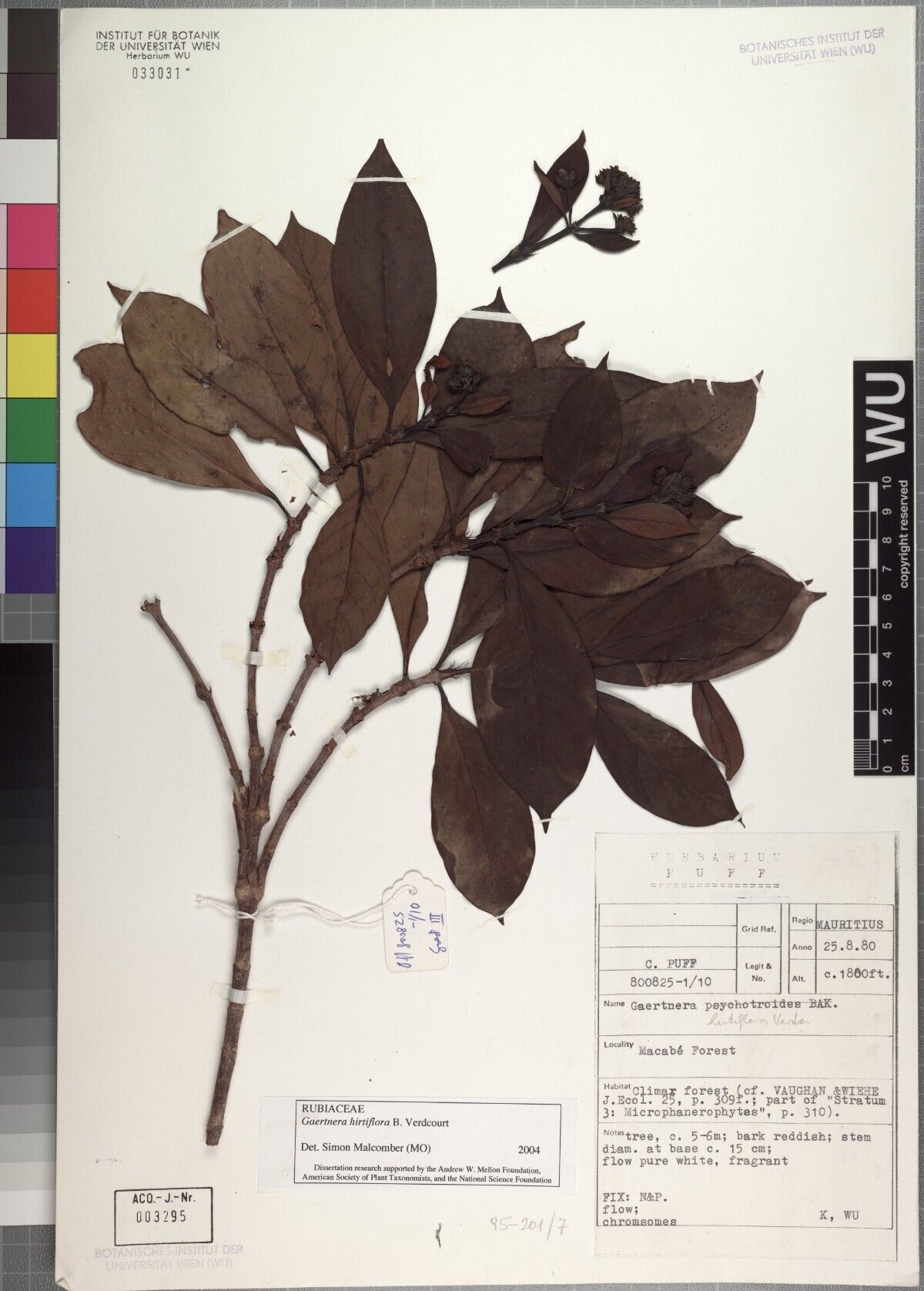 Gaertnera hirtiflora — houseplant care guide