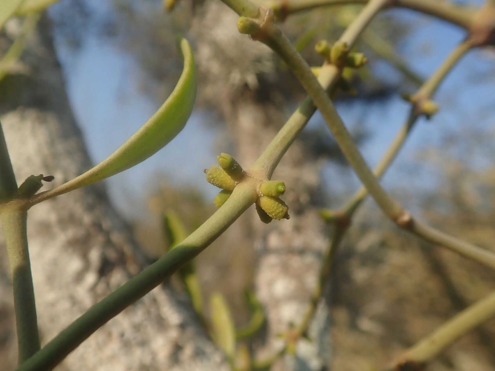 Viscum echinocarpum — houseplant care guide