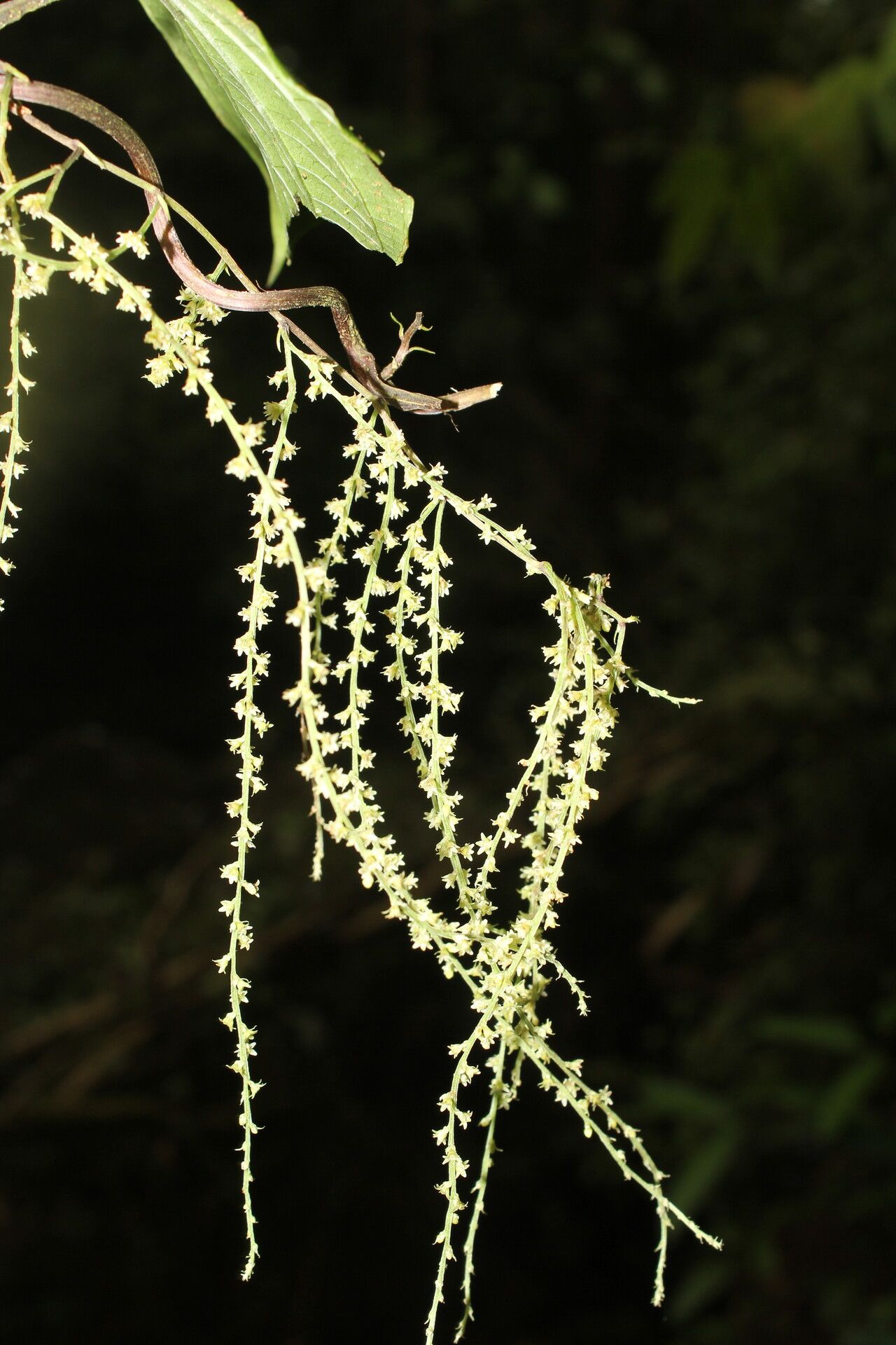 Dioscorea matagalpensis fruit
