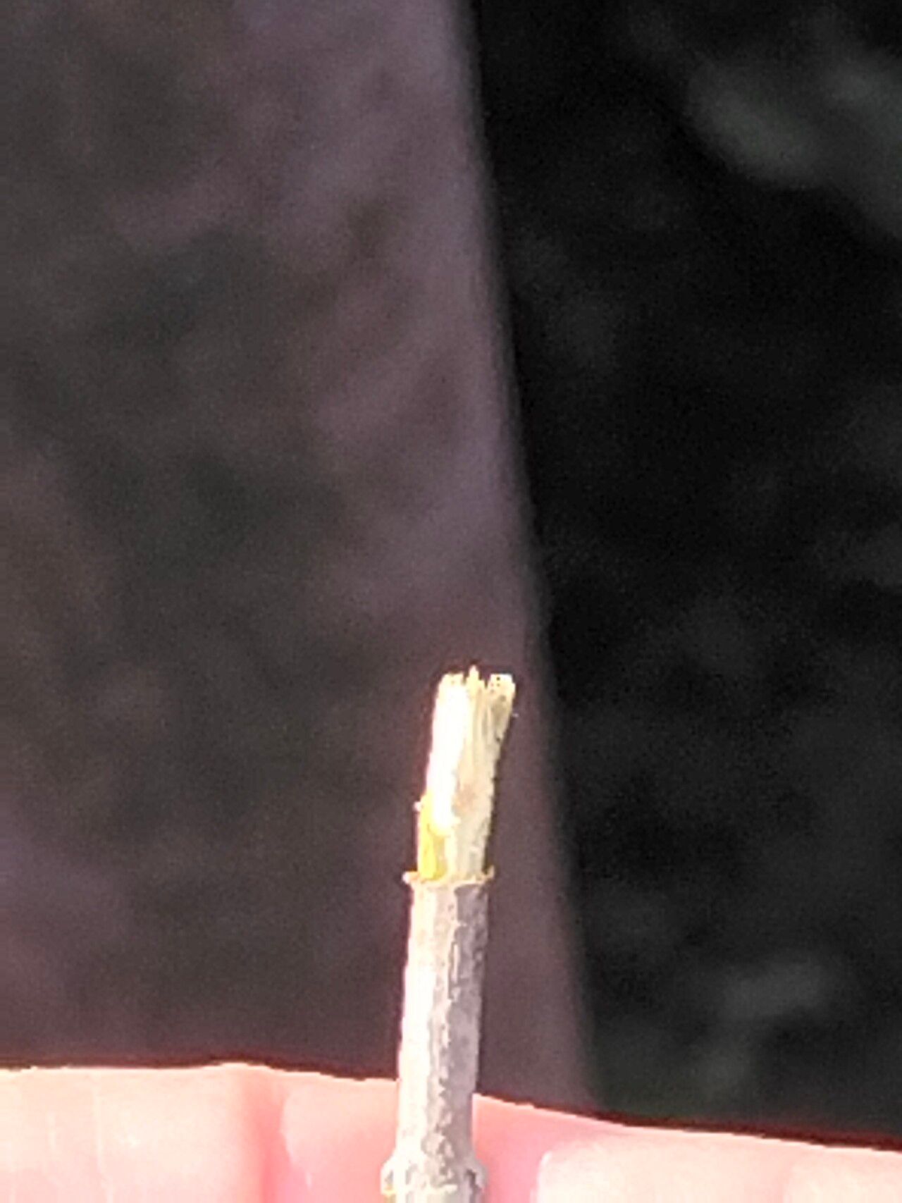 Euclea undulata bark