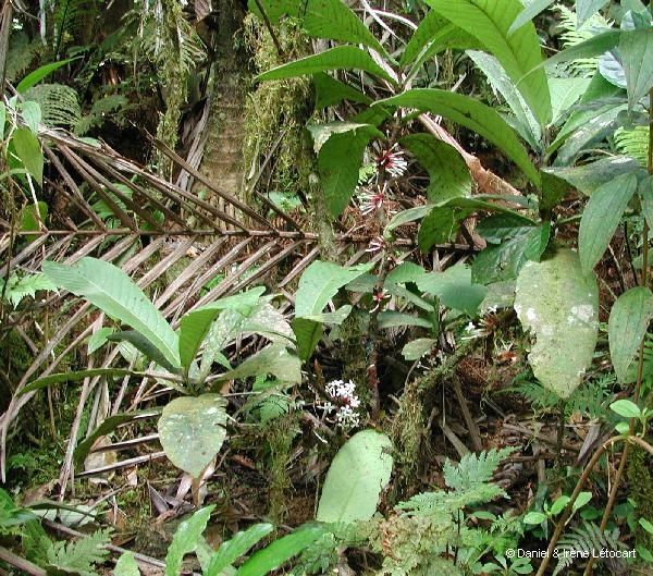 Ixora aoupinieensis habit