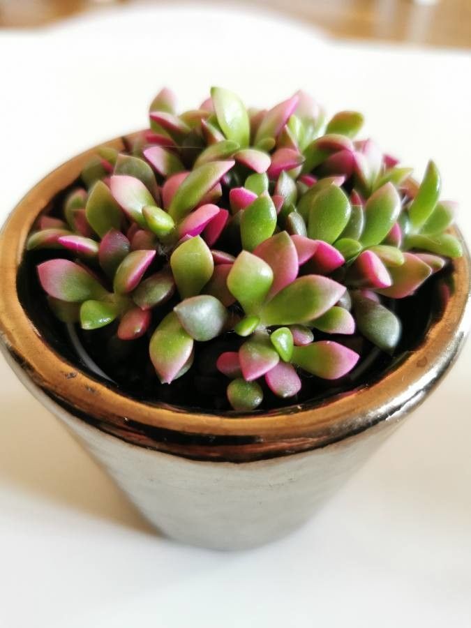 Anacampseros telephiastrum leaf