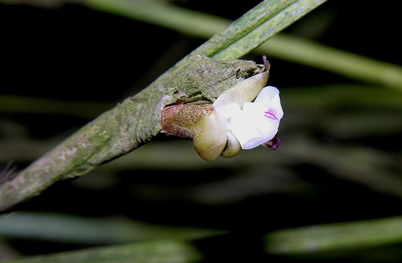 Scaphyglottis subulata — houseplant care guide