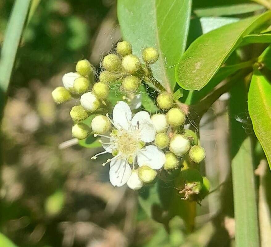 Pyracantha koidzumii flower