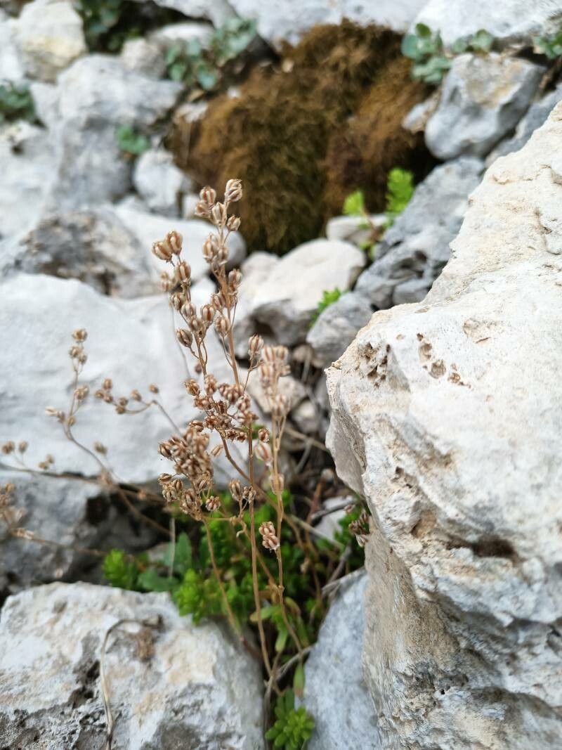 Sedum magellense fruit