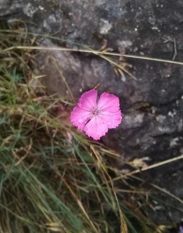 Dianthus graniticus flower