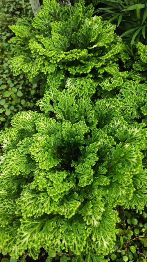 Selaginella martensii habit