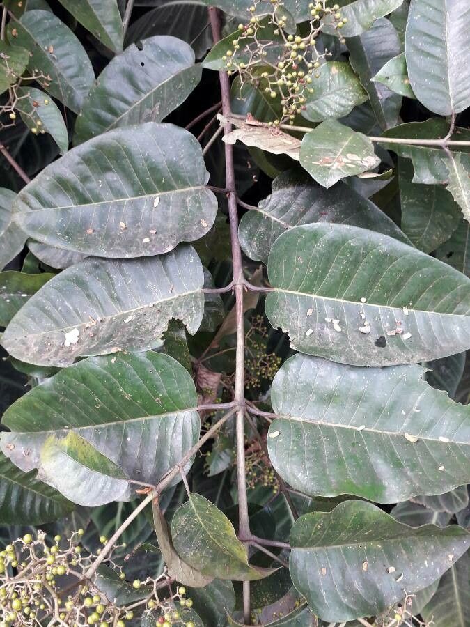 Harungana madagascariensis — search result for 'Clusiaceae'