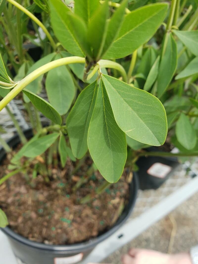 Baptisia sphaerocarpa