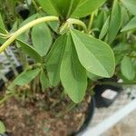 Baptisia sphaerocarpa