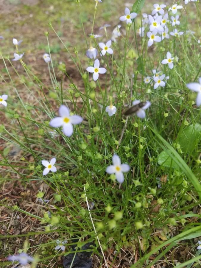 Houstonia caerulea bark