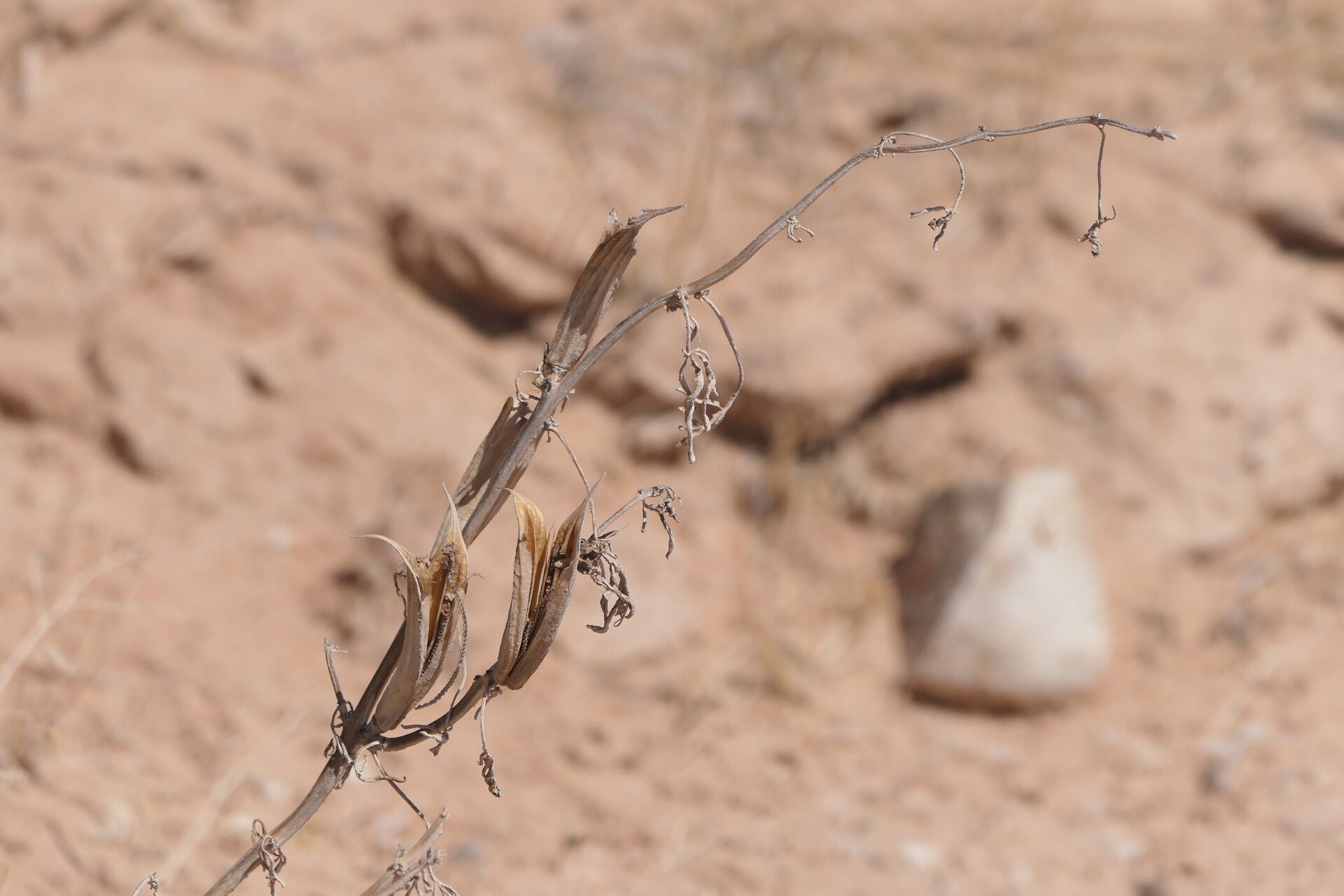 Sesamum triphyllum bark