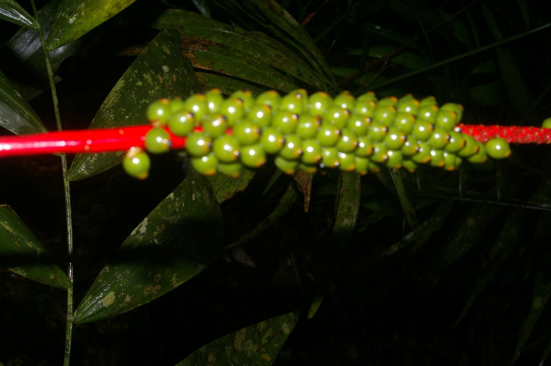 Neonicholsonia watsonii leaf