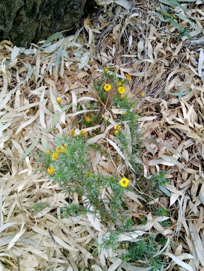 Helichrysum aureum flower