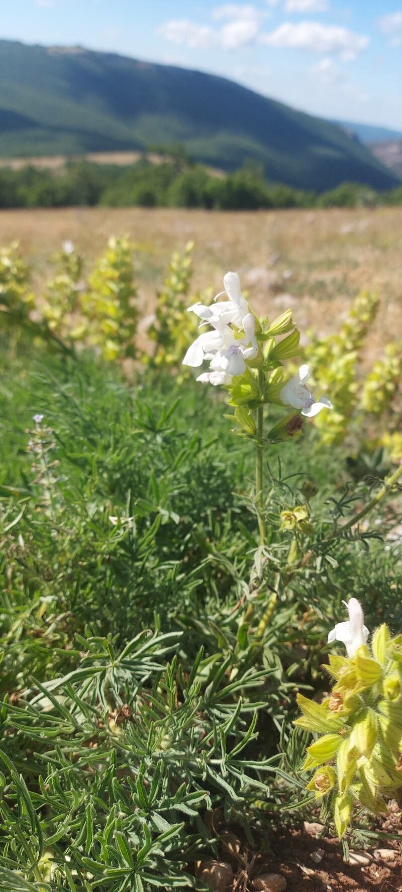 Salvia scabiosifolia flower