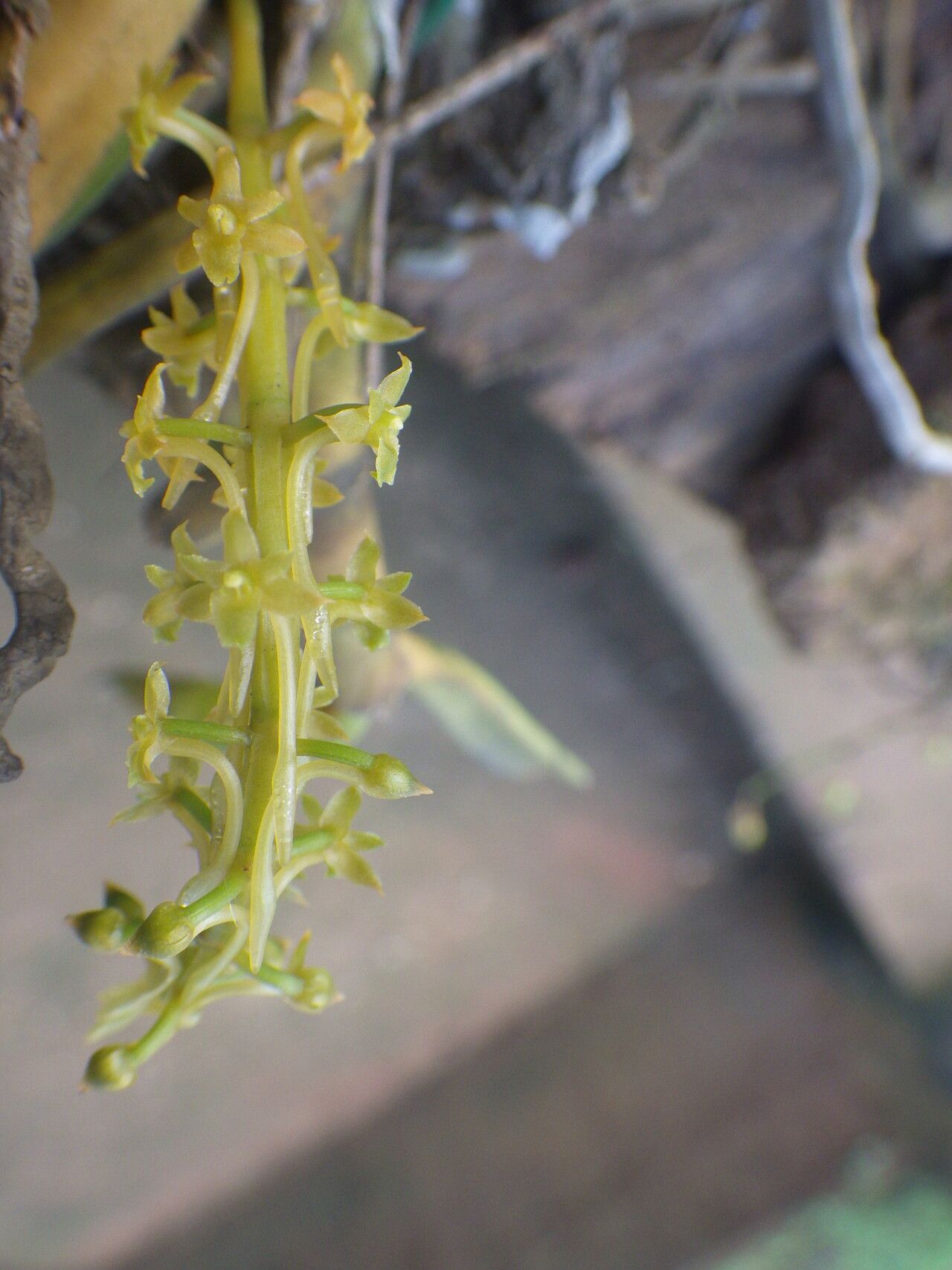 Diaphananthe gabonensis flower