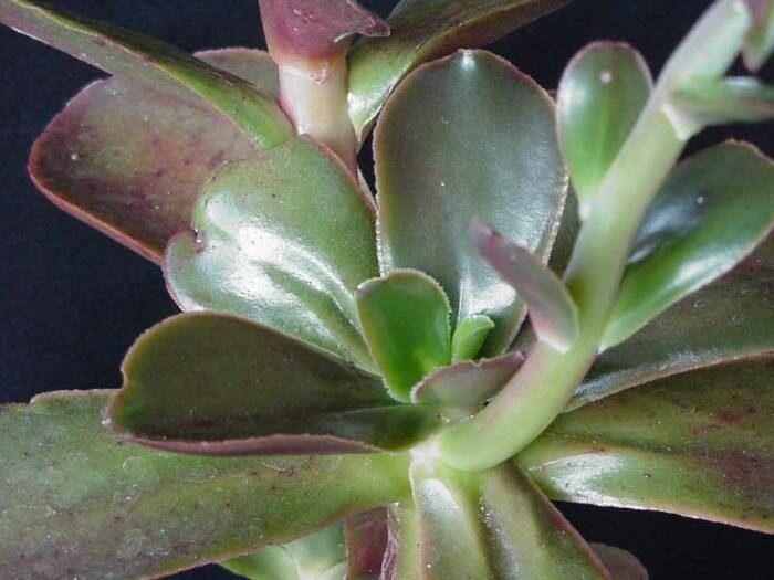 Echeveria fimbriata leaf