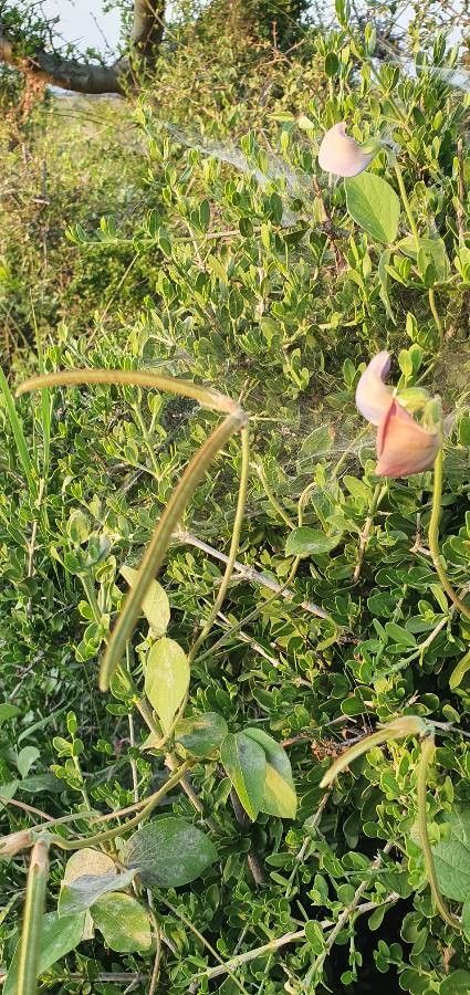 Vigna vexillata fruit