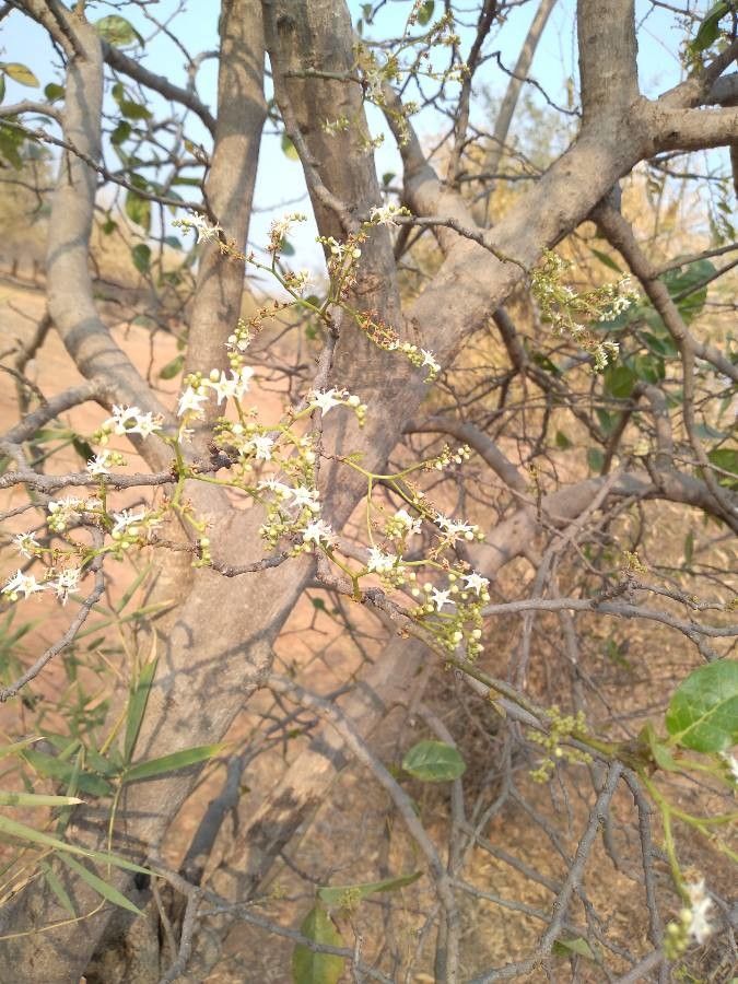 Ficus glumosa flower